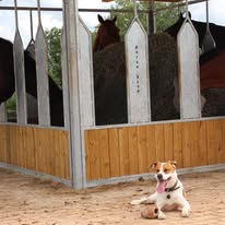 Ecurie Terre d'équilibre : box et paddocks, pension pour chevaux à Ahuy - Photo 4 sur 6