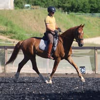 Ecurie Terre d'équilibre : box et paddocks, pension pour chevaux à Ahuy - Photo 6 sur 6