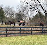 Evamar Farms Equestrian Centre : box et paddocks, pension pour chevaux à Lakefield - Photo 6 sur 6