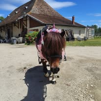 Les Écuries d'Aoste : box et paddocks, pension pour chevaux à Aoste - Photo 4 sur 5