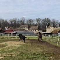 Les Écuries d'Aoste : box et paddocks, pension pour chevaux à Aoste - Photo 3 sur 5