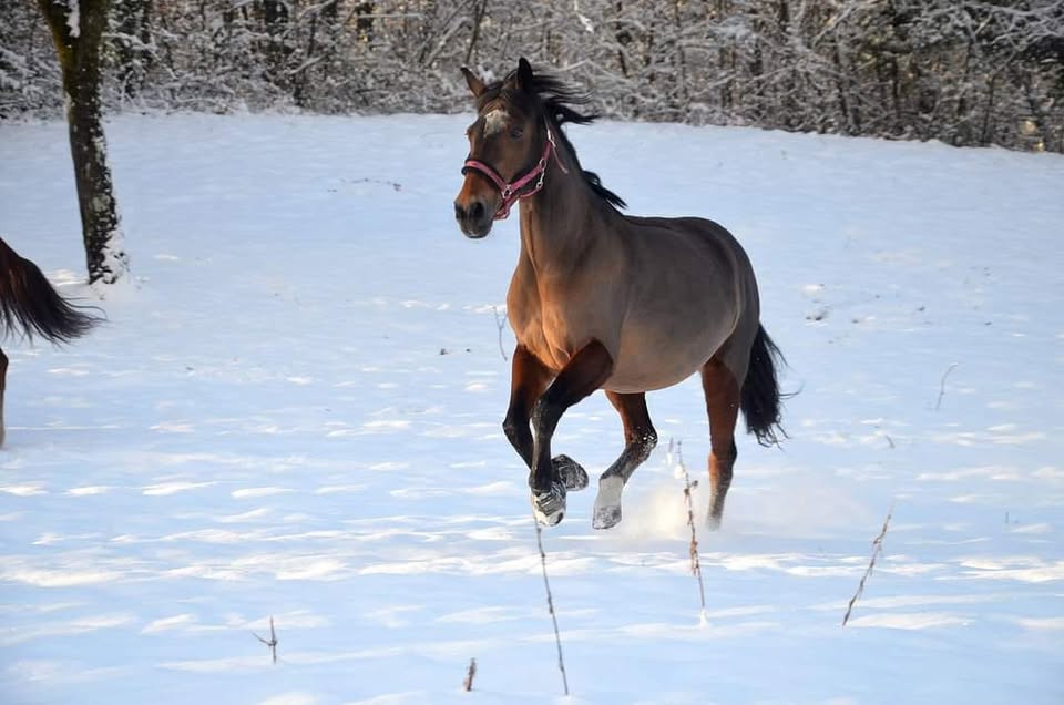 Les Écuries d'Aoste : box et paddocks, pension pour chevaux à Aoste - Photo 1 sur 5