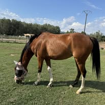 Centre Équestre La Cavale : box et paddocks, pension pour chevaux à Roquebrune-sur-Argens - Photo 4 sur 5
