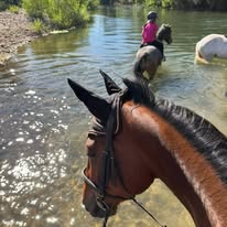 Centre Équestre La Cavale : box et paddocks, pension pour chevaux à Roquebrune-sur-Argens - Photo 5 sur 5