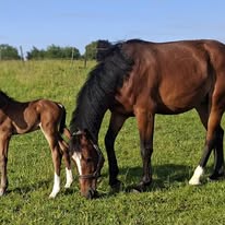 La Gadaille : box et paddocks, pension pour chevaux à Incourt - Photo 5 sur 5