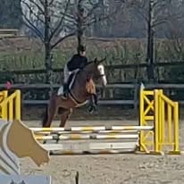 La Gadaille : box et paddocks, pension pour chevaux à Incourt - Photo 3 sur 5