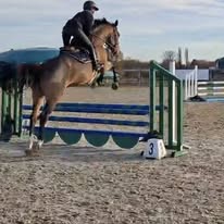La Gadaille : box et paddocks, pension pour chevaux à Incourt - Photo 4 sur 5