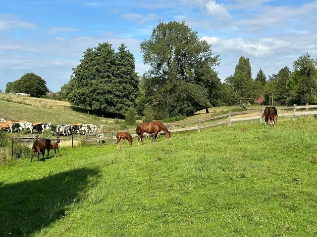 Les Ecuries du Cocq : box et paddocks, pension pour chevaux à Hon-Hergies - Photo 2 sur 4