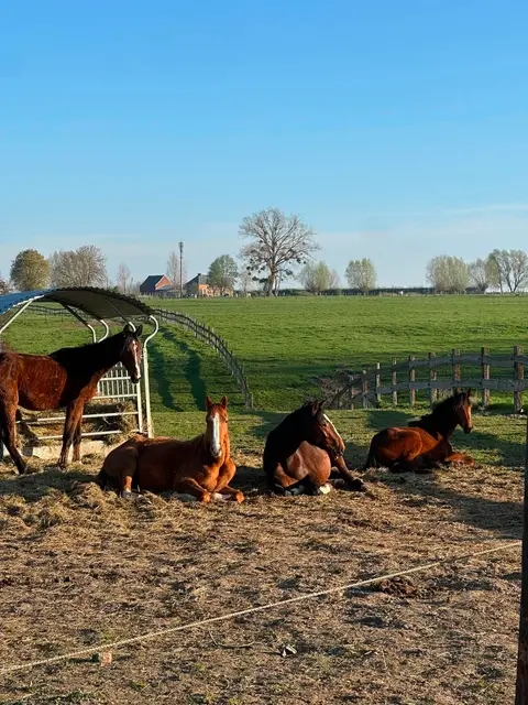 Les Ecuries du Cocq : box et paddocks, pension pour chevaux à Hon-Hergies - Photo 1 sur 4
