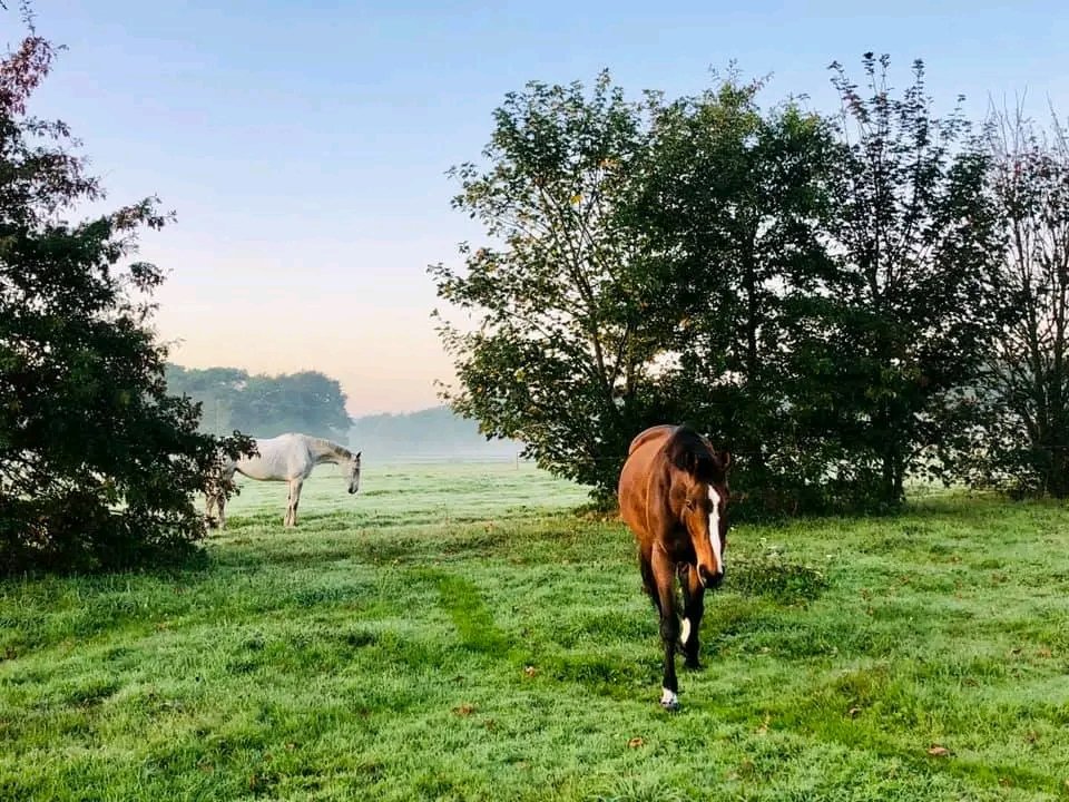 Écuries de Lezevry : box et paddocks, pension pour chevaux à Plouhinec - Photo 4 sur 4