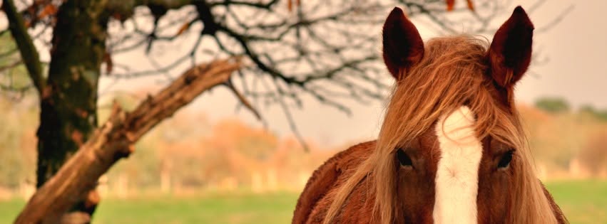 Écuries de Lezevry : box et paddocks, pension pour chevaux à Plouhinec - Photo 1 sur 4