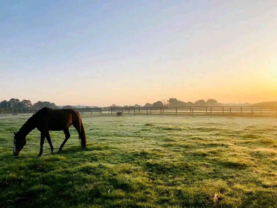 Écuries de Lezevry : box et paddocks, pension pour chevaux à Plouhinec - Photo 3 sur 4