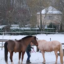 Écurie de Galluis : box et paddocks, pension pour chevaux à Galluis - Photo 5 sur 5
