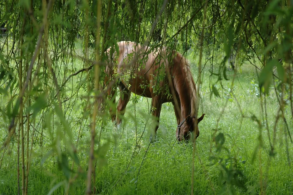 Écurie de Galluis : box et paddocks, pension pour chevaux à Galluis - Photo 1 sur 5