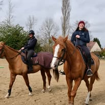 Écurie de Galluis : box et paddocks, pension pour chevaux à Galluis - Photo 3 sur 5