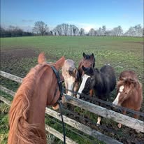 Les Ecuries d'Eole : box et paddocks, pension pour chevaux à Champéon - Photo 4 sur 4