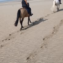 LES ECURIES DE BARISIS AUX BOIS : box et paddocks, pension pour chevaux à Barisis-aux-Bois - Photo 6 sur 6