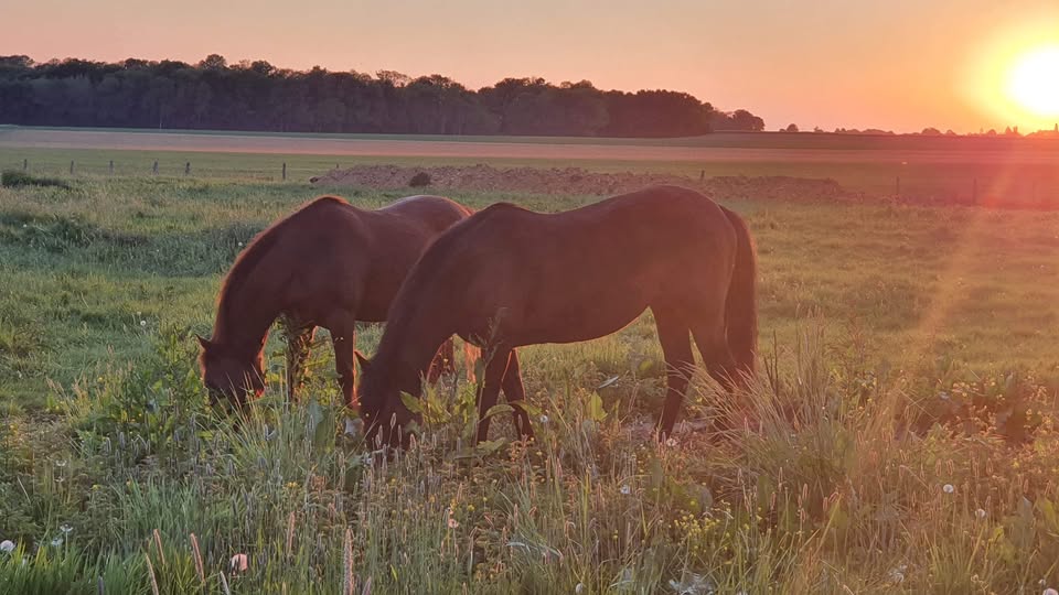 Les Ecuries de la Noue: stalls and paddocks, horse boarding in Sablonnières - Photo 1 of 5