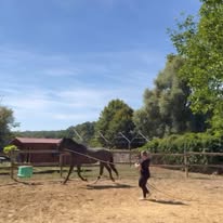 Les Ecuries de la Noue: stalls and paddocks, horse boarding in Sablonnières - Photo 4 of 5