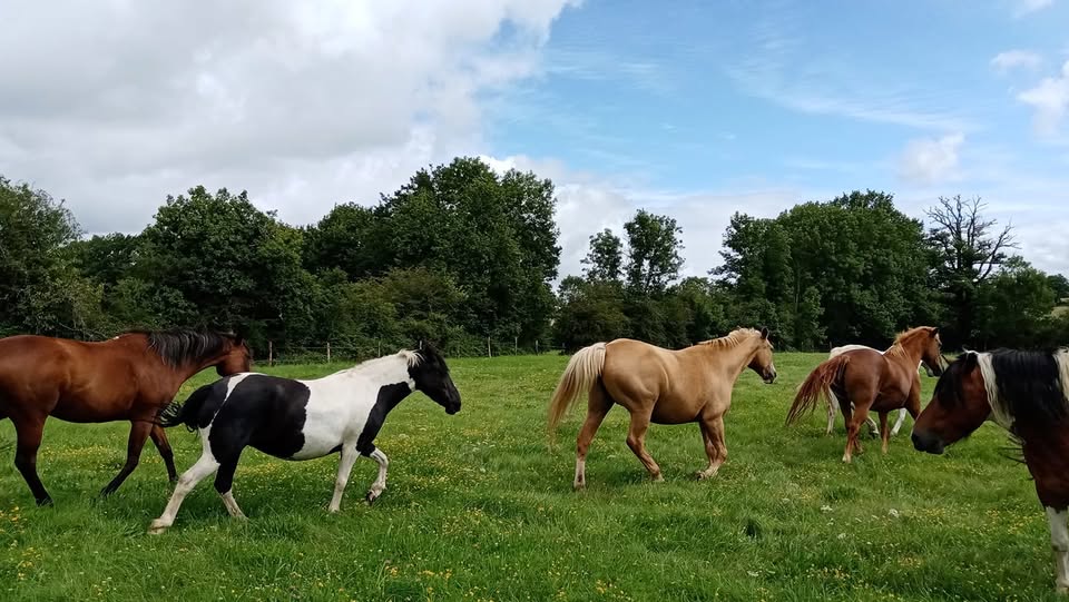 Les Écuries de la Courbotterie : box et paddocks, pension pour chevaux à Vausseroux - Photo 1 sur 5
