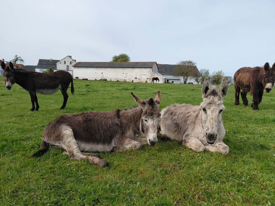 Relais Joly : box et paddocks, pension pour chevaux à Fontaine-Valmont - Photo 1 sur 5
