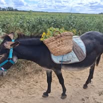 Relais Joly : box et paddocks, pension pour chevaux à Fontaine-Valmont - Photo 5 sur 5