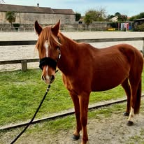 Poney Club de Mazeray : box et paddocks, pension pour chevaux à Mazeray - Photo 3 sur 5