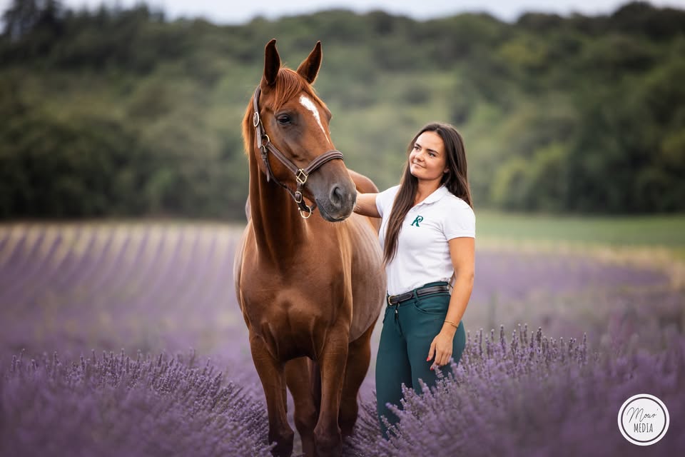 Caid des Fougères - ÉLEVAGE DE RELIER : box et paddocks, pension pour chevaux à Albias - Photo 1 sur 6
