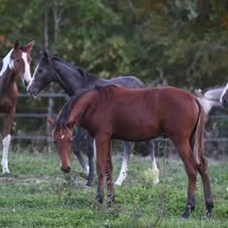 Caid des Fougères - ÉLEVAGE DE RELIER : box et paddocks, pension pour chevaux à Albias - Photo 2 sur 6