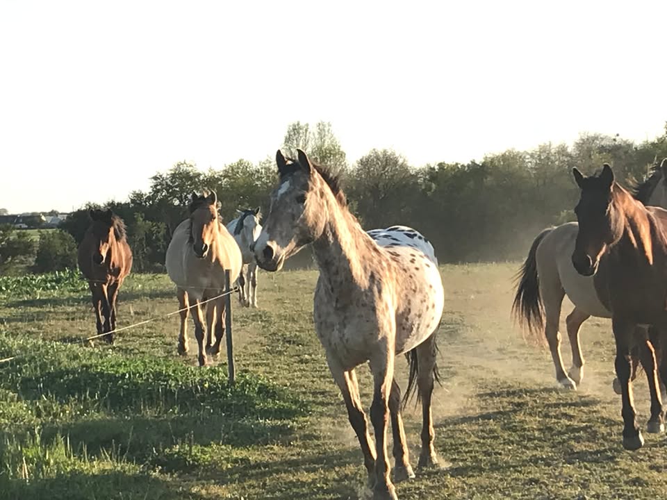 Les Ecuries de Pray : box et paddocks, pension pour chevaux à Chargé - Photo 1 sur 4