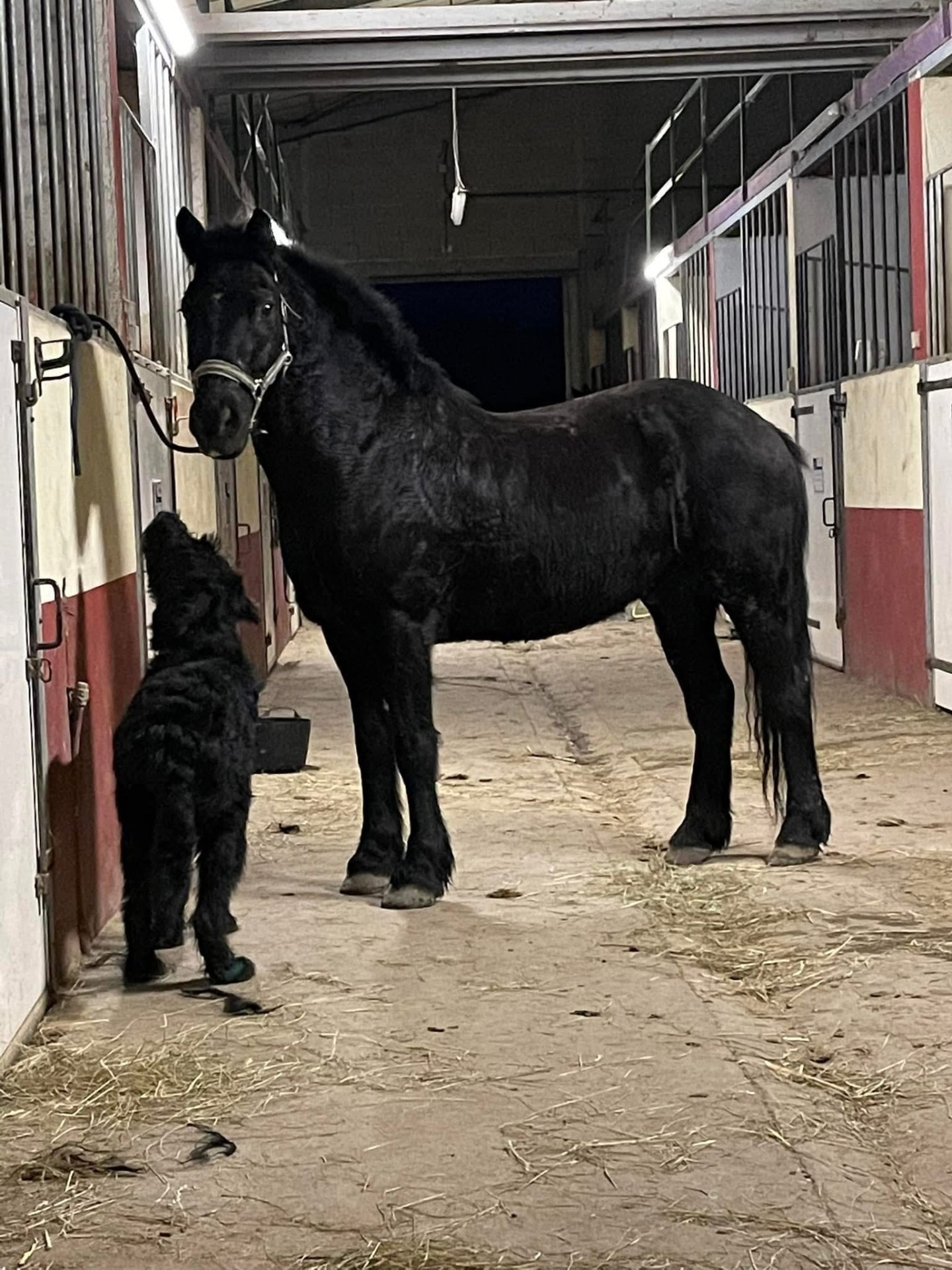 Les écuries de Chigny : box et paddocks, pension pour chevaux à Chigny - Photo 2 sur 4