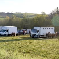 Centre équestre La Poneyterie : box et paddocks, pension pour chevaux à Millery - Photo 3 sur 7