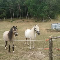 Les Fermes Equestres du Vercors : box et paddocks, pension pour chevaux à Villard-de-Lans - Photo 2 sur 2