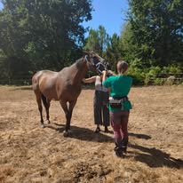 Ferme Équestre de Saint Sauveur : box et paddocks, pension pour chevaux à Merlevenez - Photo 5 sur 5