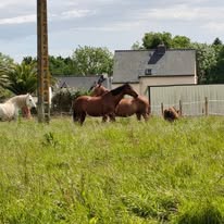 Ferme Équestre de Saint Sauveur : box et paddocks, pension pour chevaux à Merlevenez - Photo 4 sur 5