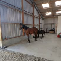 Ferme Équestre de Saint Sauveur : box et paddocks, pension pour chevaux à Merlevenez - Photo 2 sur 5