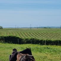 Les écuries de Bel-Air (SPITERI SARRY SOLEDAD) : box et paddocks, pension pour chevaux à Saint-Sauvant - Photo 4 sur 5
