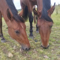 Les écuries de Bel-Air (SPITERI SARRY SOLEDAD) : box et paddocks, pension pour chevaux à Saint-Sauvant - Photo 5 sur 5