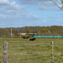 Les écuries de Bel-Air (SPITERI SARRY SOLEDAD) : box et paddocks, pension pour chevaux à Saint-Sauvant - Photo 2 sur 5