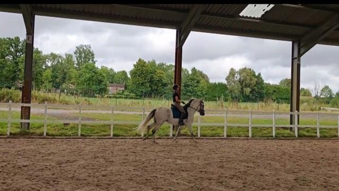 Les Écuries du Pré du Saule : box et paddocks, pension pour chevaux à Fretin - Photo 3 sur 4