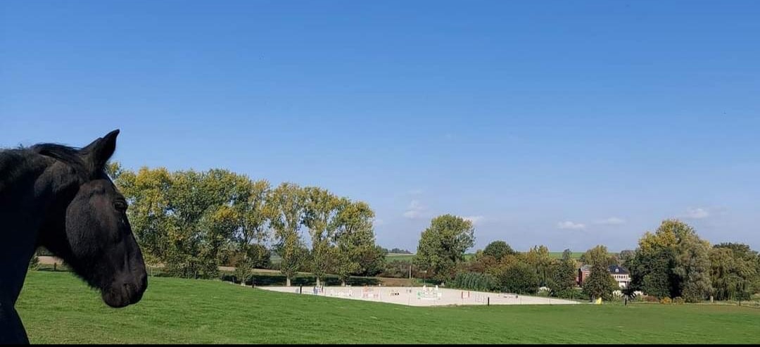Les Écuries du Pré du Saule : box et paddocks, pension pour chevaux à Fretin - Photo 2 sur 4