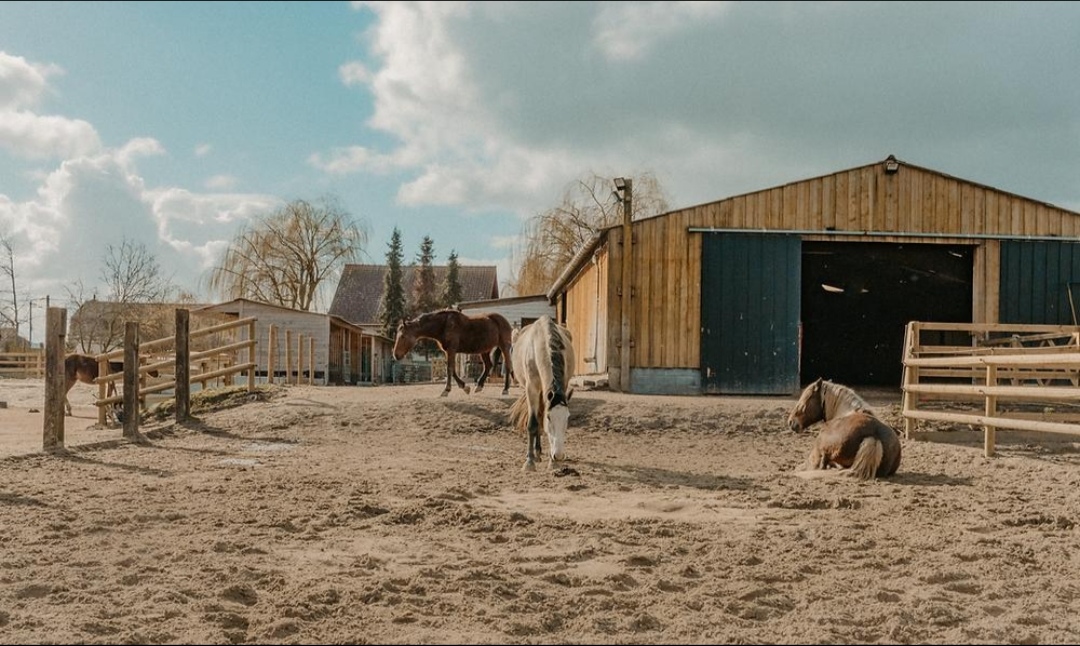 Les Écuries du Pré du Saule : box et paddocks, pension pour chevaux à Fretin - Photo 4 sur 4
