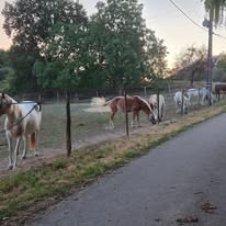 Les Ecuries de Laubanie - Ondine Launay : box et paddocks, pension pour chevaux à Augignac - Photo 4 sur 4