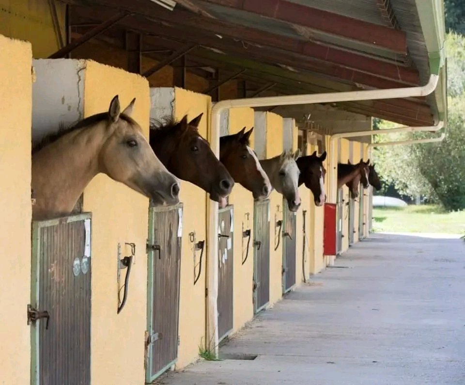 Les Écuries de l'Émeraude : box et paddocks, pension pour chevaux à Saint-Sauveur - Photo 3 sur 4