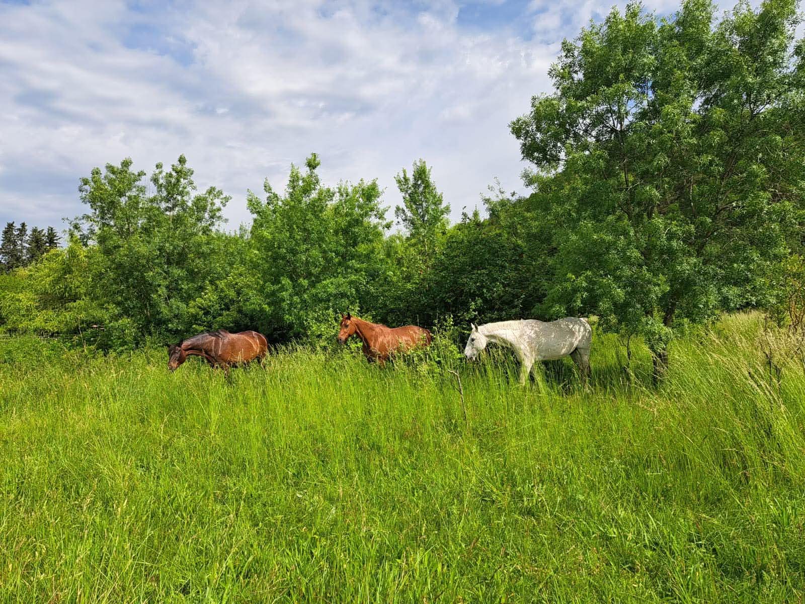 Les Ecuries de Sebo : box et paddocks, pension pour chevaux à Puyvert - Photo 4 sur 5