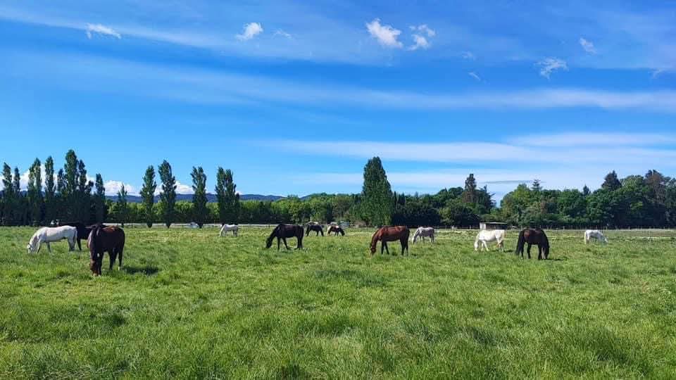 Les Ecuries de Sebo : box et paddocks, pension pour chevaux à Puyvert - Photo 1 sur 5