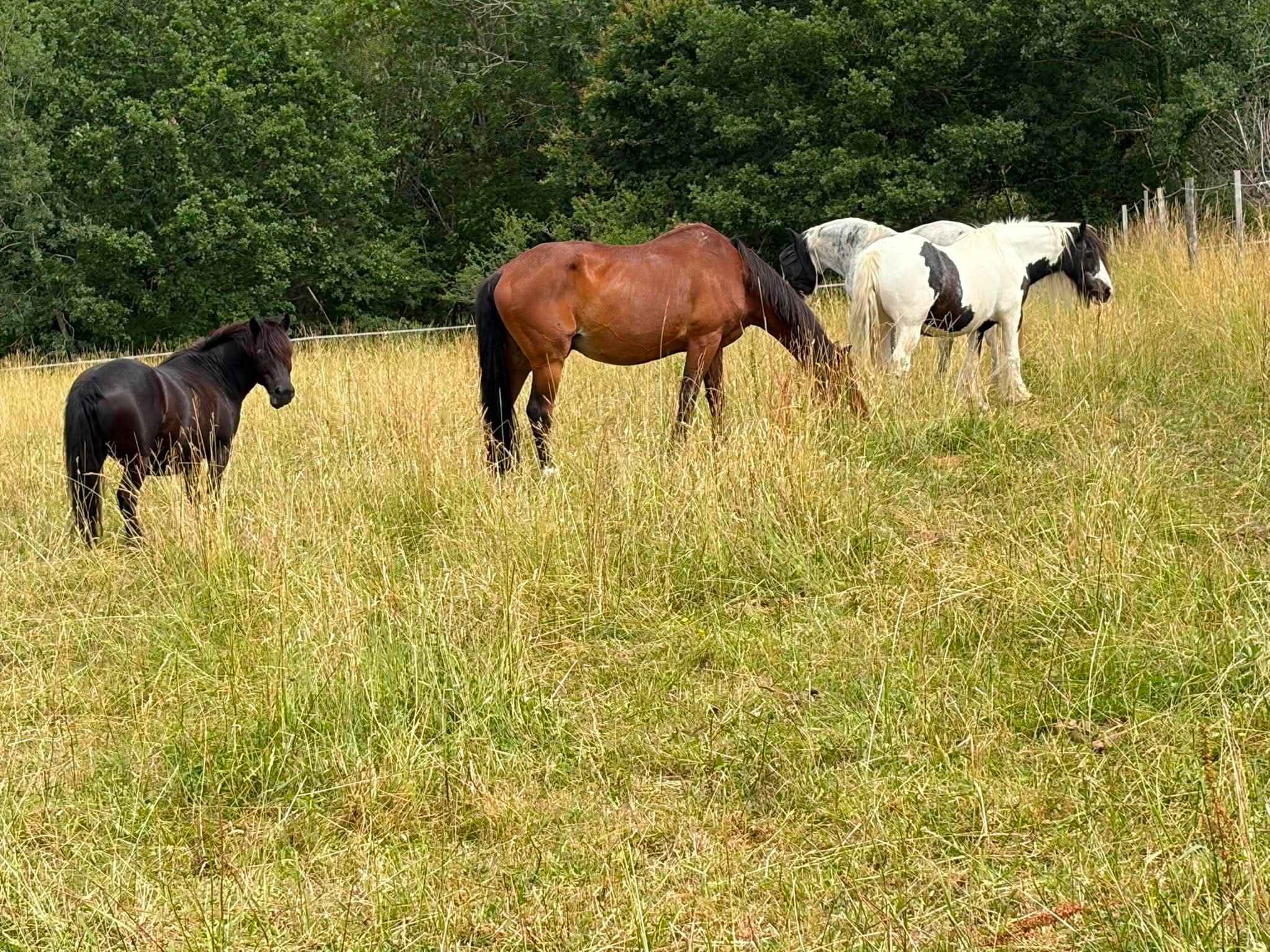 Les ecuries de rabion : box et paddocks, pension pour chevaux à Montmérac - Photo 2 sur 5