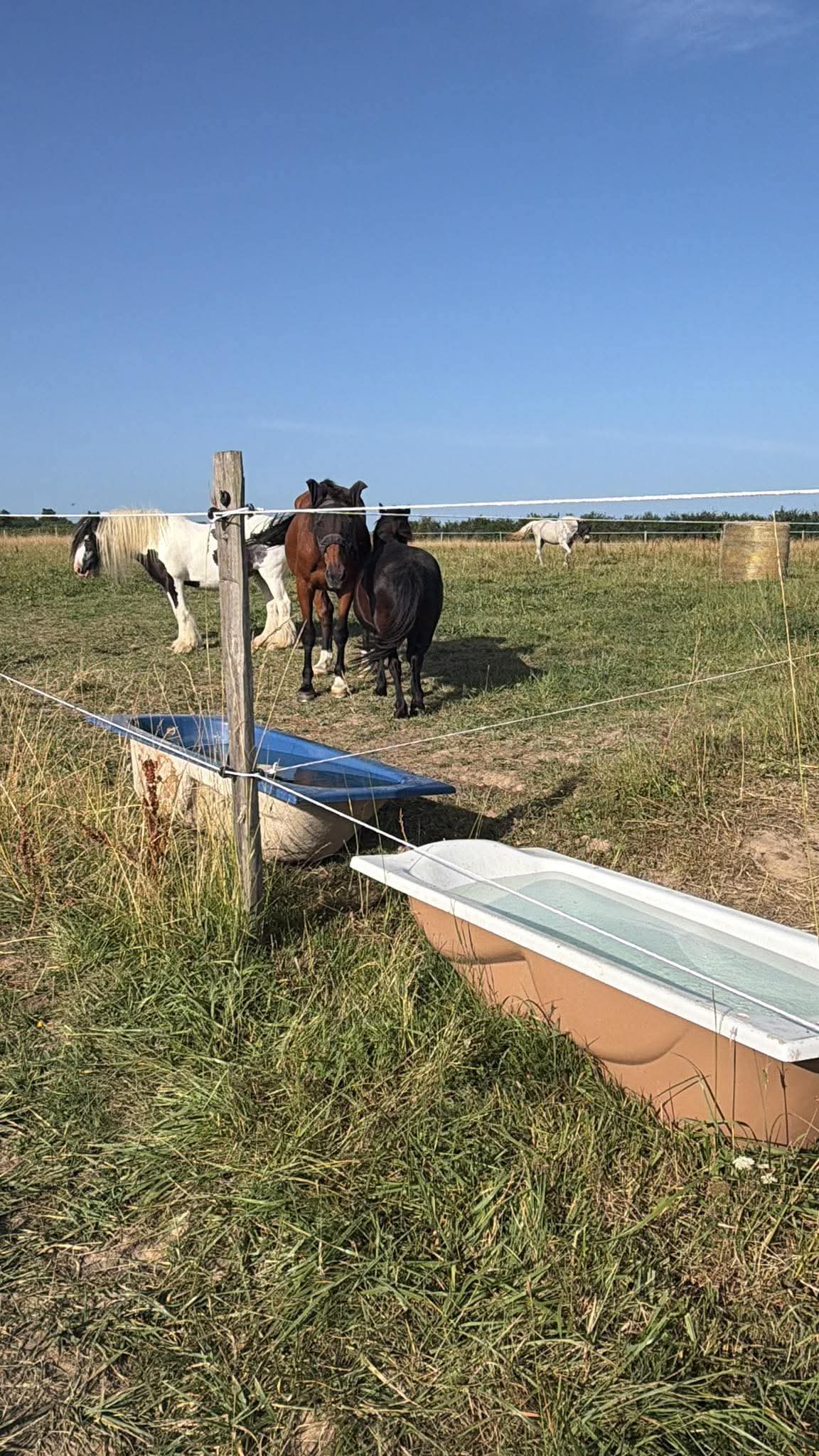 Les ecuries de rabion : box et paddocks, pension pour chevaux à Montmérac - Photo 4 sur 5