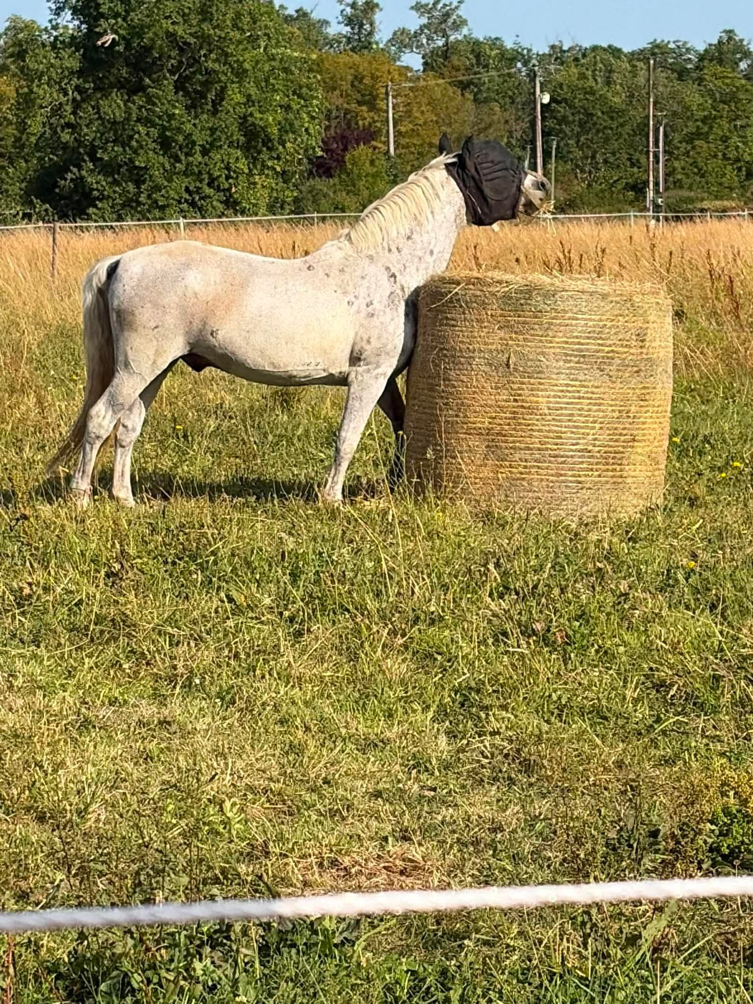 Les ecuries de rabion : box et paddocks, pension pour chevaux à Montmérac - Photo 5 sur 5
