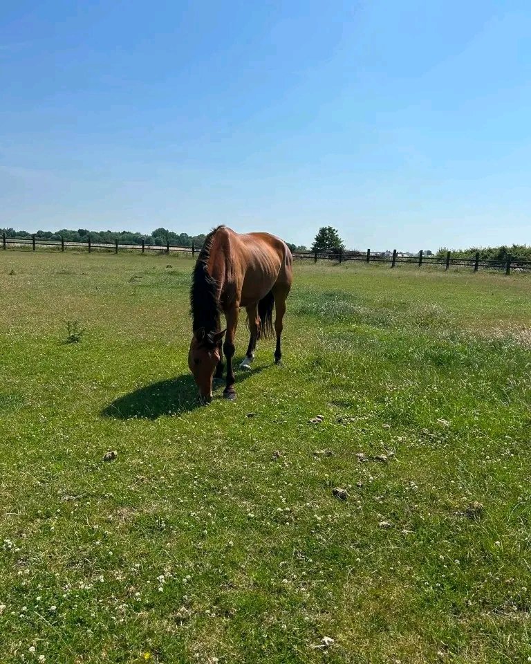Les écurie du haras Saint George : box et paddocks, pension pour chevaux à Marck - Photo 1 sur 2